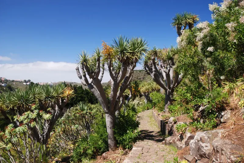 Jardín Botánico Canario